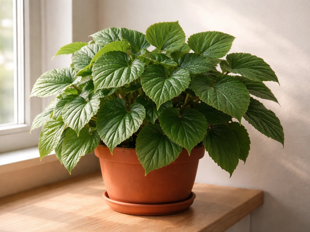 Lush indoor begonias in a ceramic pot, showing fuller bigger growth in bright natural light.